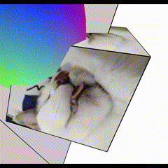 Inserting a cat variable inside a cube